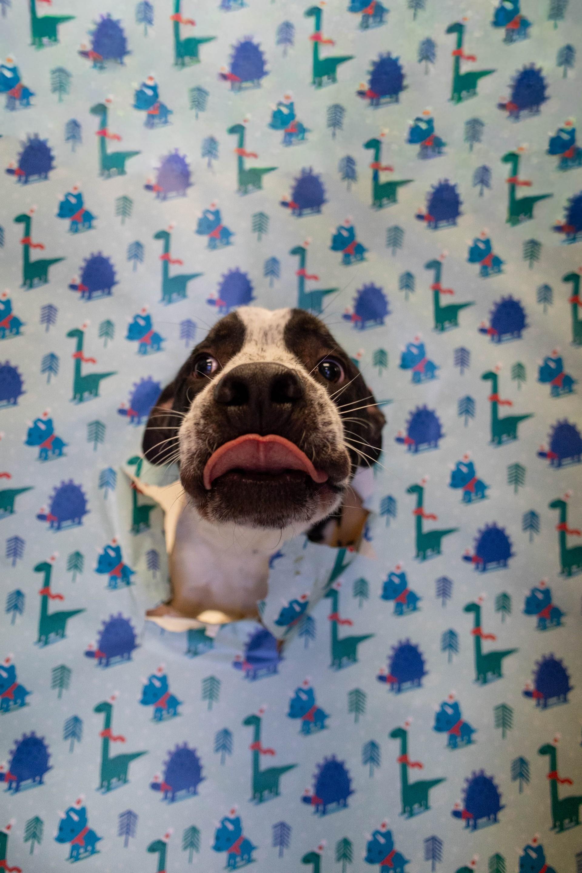 Enlarge Freckles, a Adoptable mixed breed in Allen, TX image 4/6