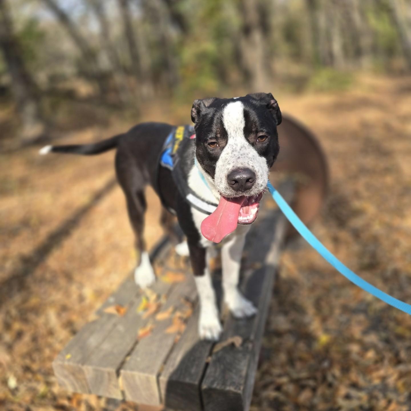 Freckles, a Adoptable mixed breed in Allen, TX image 3/5