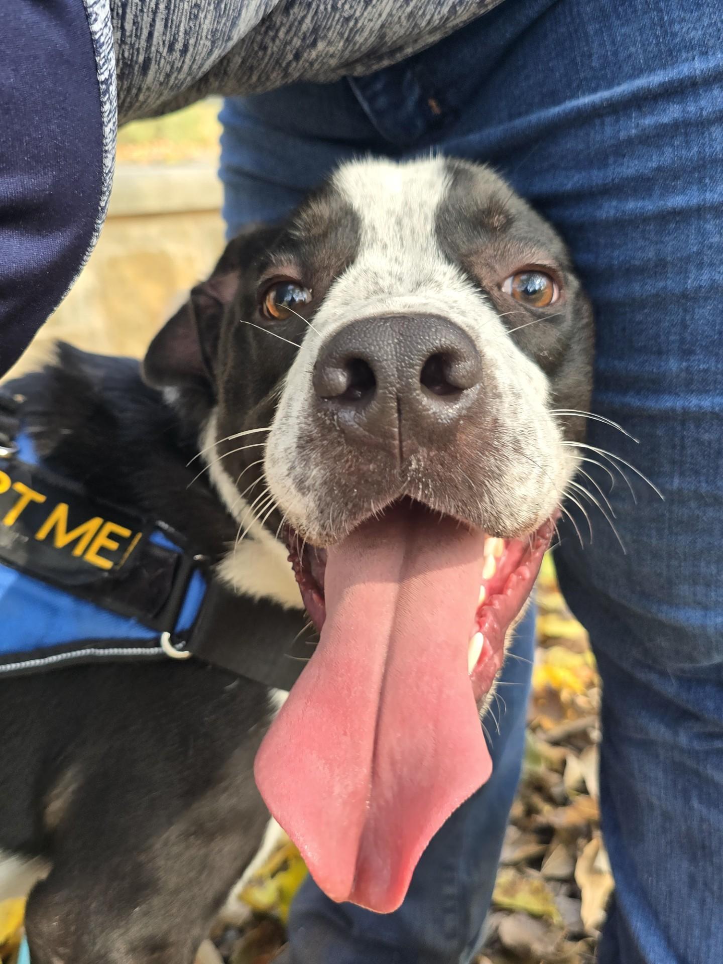 Freckles, a Adoptable mixed breed in Allen, TX image 4/5
