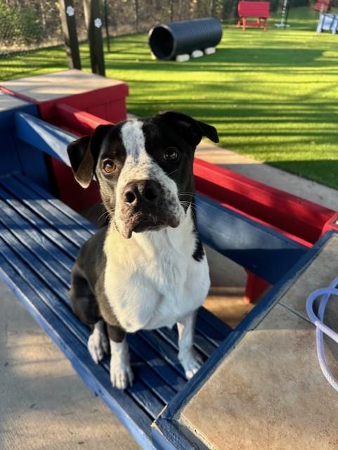 Enlarge Freckles, a Adoptable mixed breed in Allen, TX image 5/6