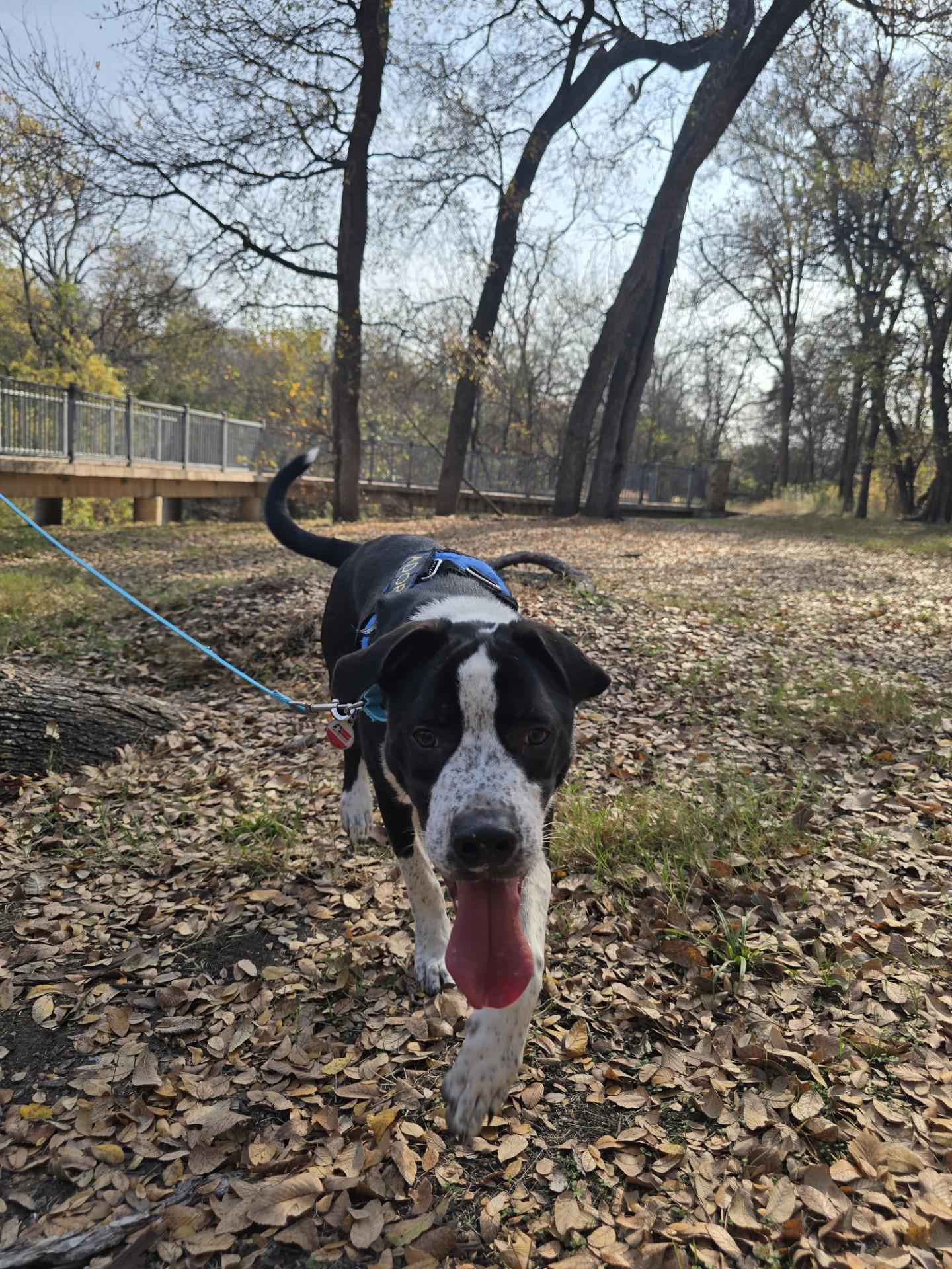 Freckles, a Adoptable mixed breed in Allen, TX image 5/5