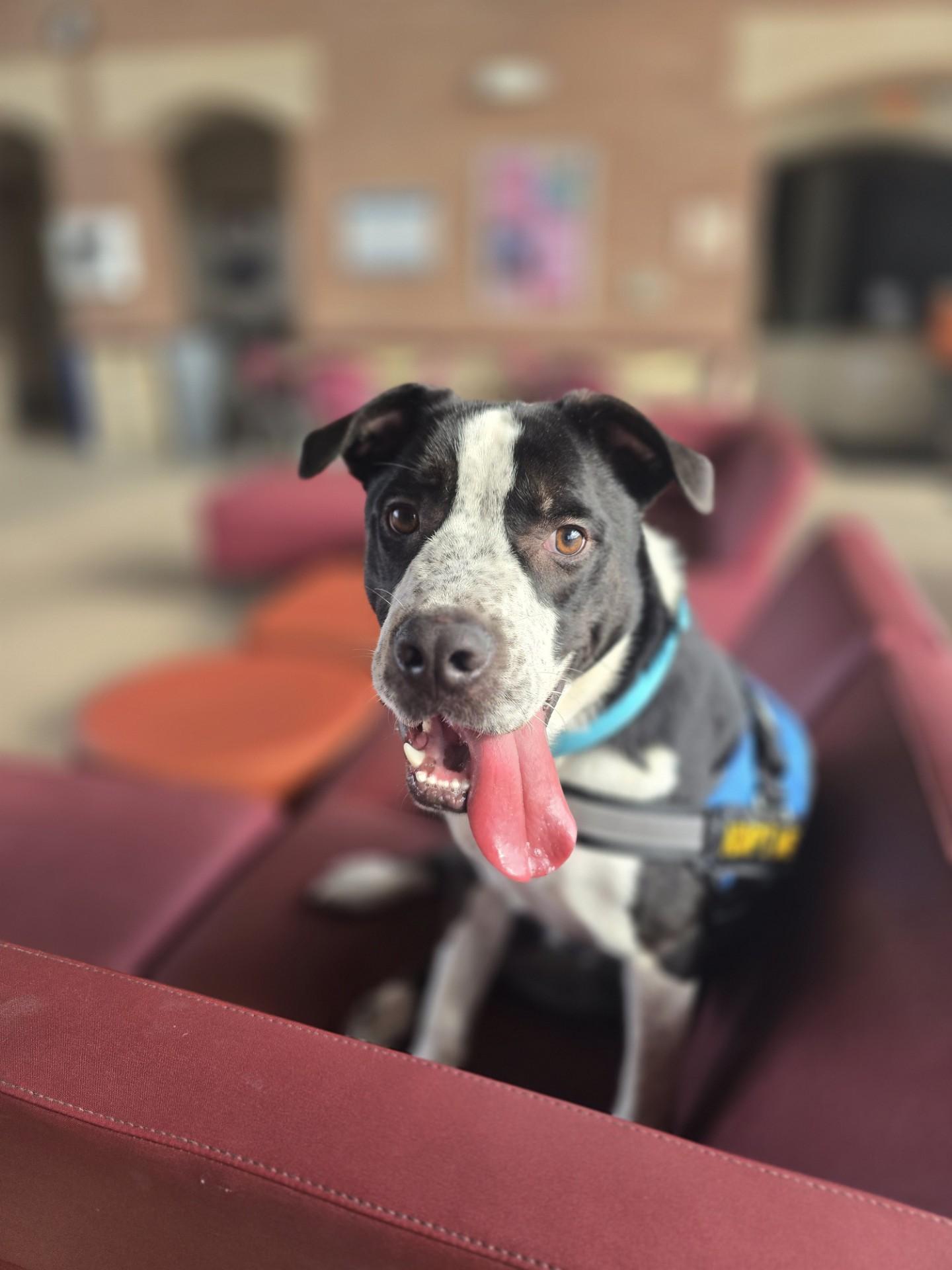 Freckles, Adoptable, Young Male Border Collie & Australian Cattle Dog / Blue Heeler.