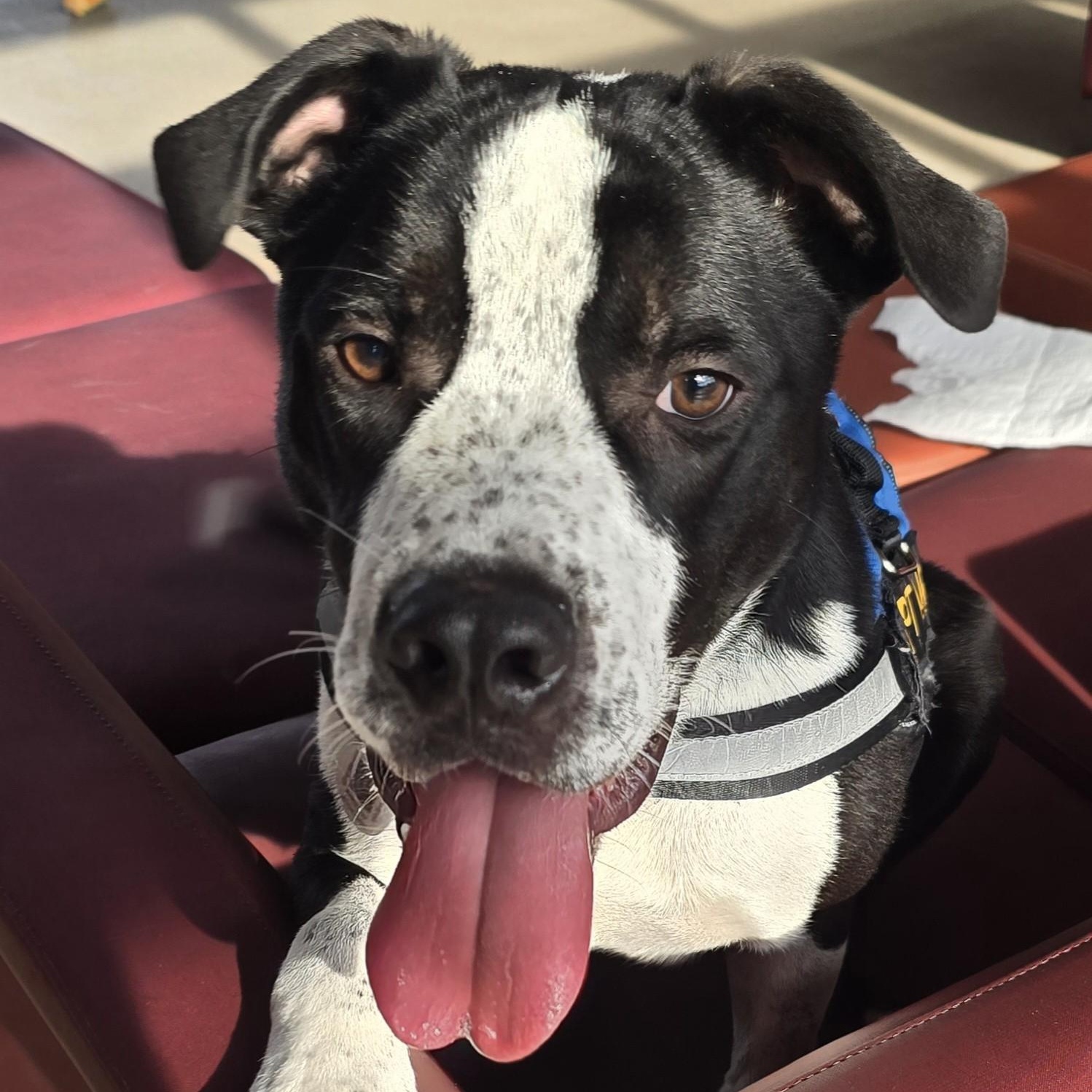 Freckles, a Adoptable mixed breed in Allen, TX image 2/5