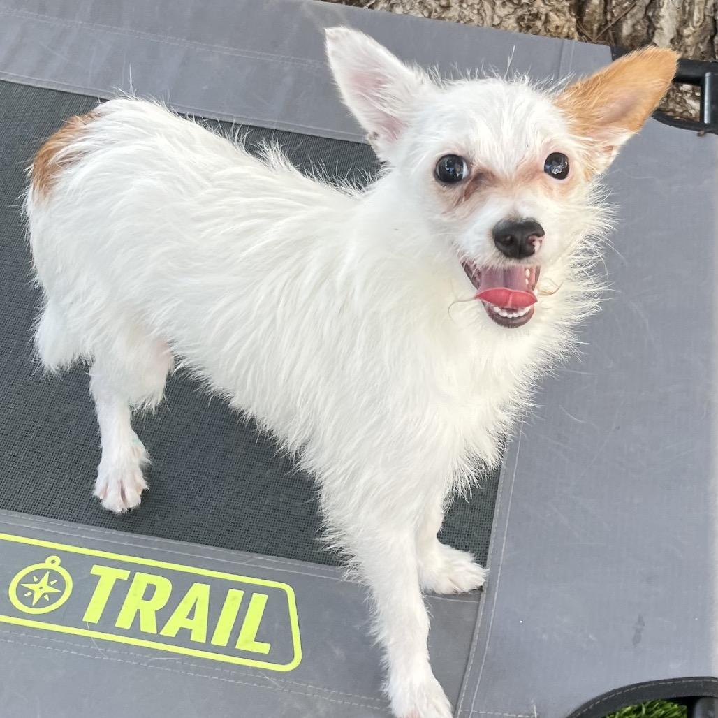 Caesar, Adoptable, Adult Male Terrier.