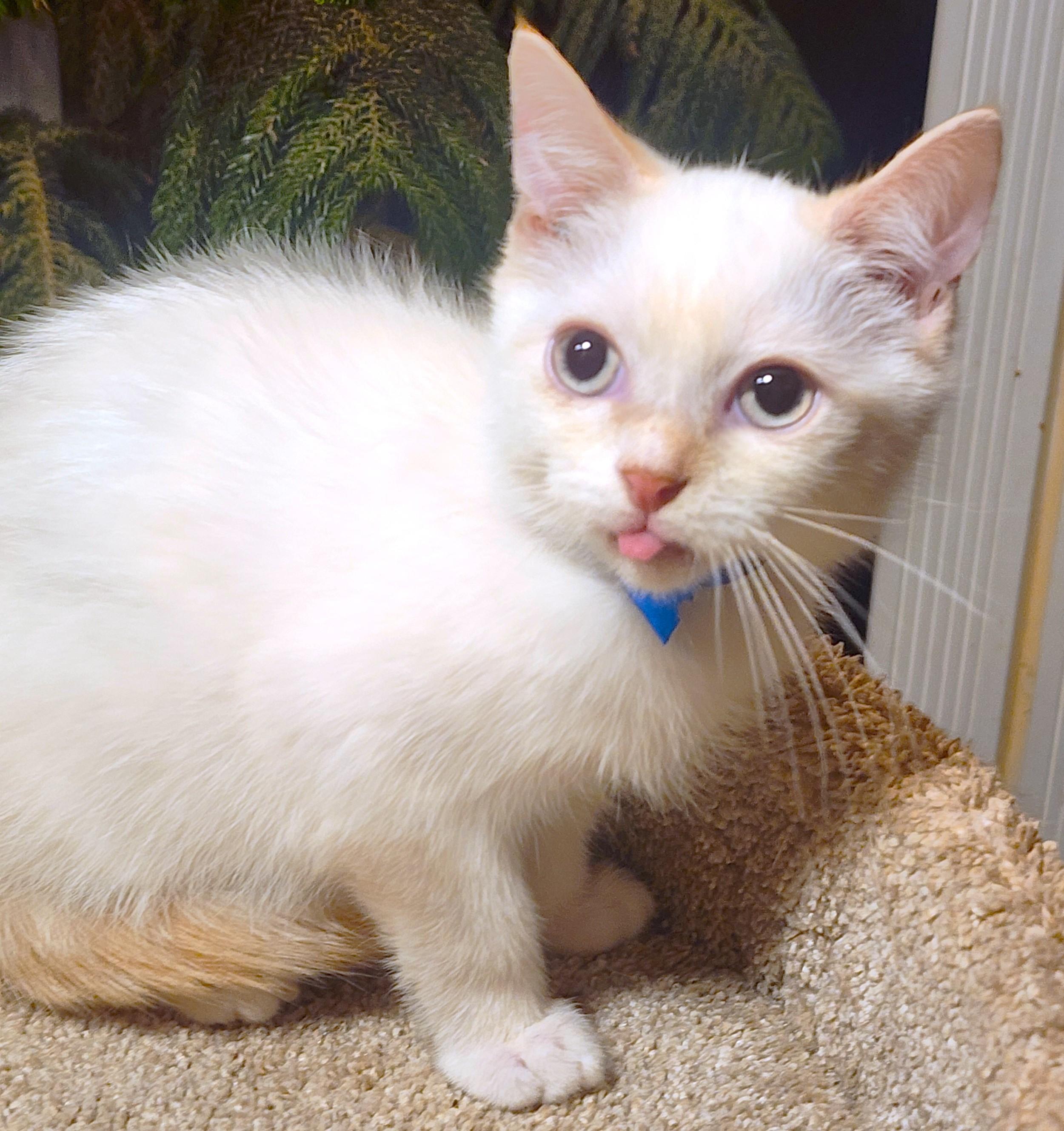 Enlarge FABULOUS FLOPSY - FLAME POINT BOY!, an adopted Siamese in Danbury, CT image 6/6