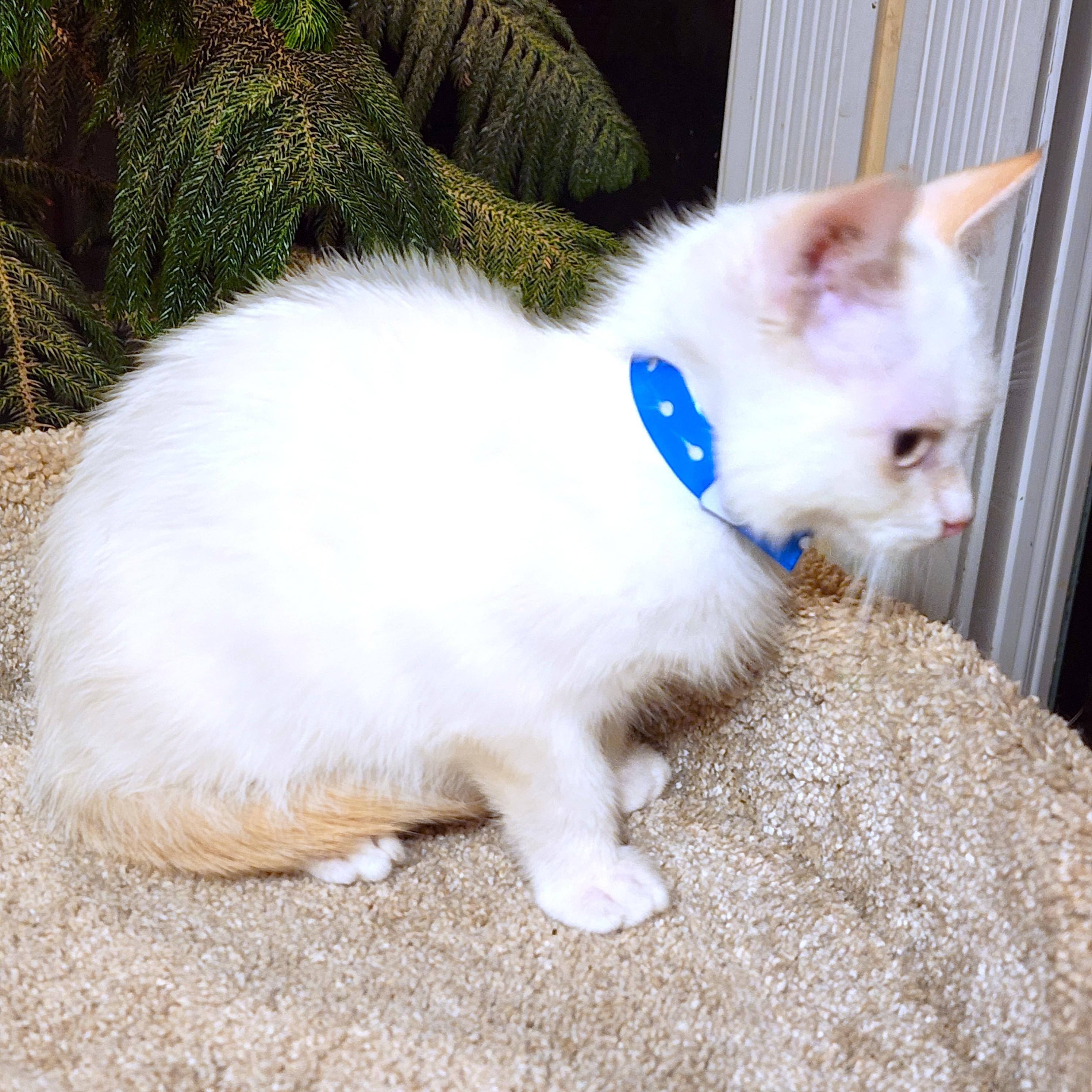 Enlarge FABULOUS FLOPSY - FLAME POINT BOY!, an adopted Siamese in Danbury, CT image 3/6
