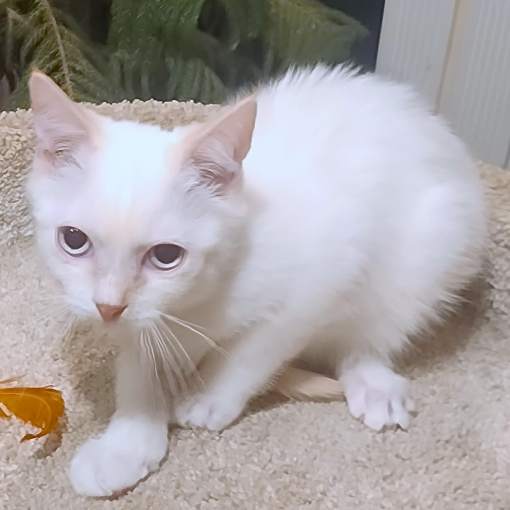 Enlarge FABULOUS FLOPSY - FLAME POINT BOY!, an adopted Siamese in Danbury, CT image 4/6