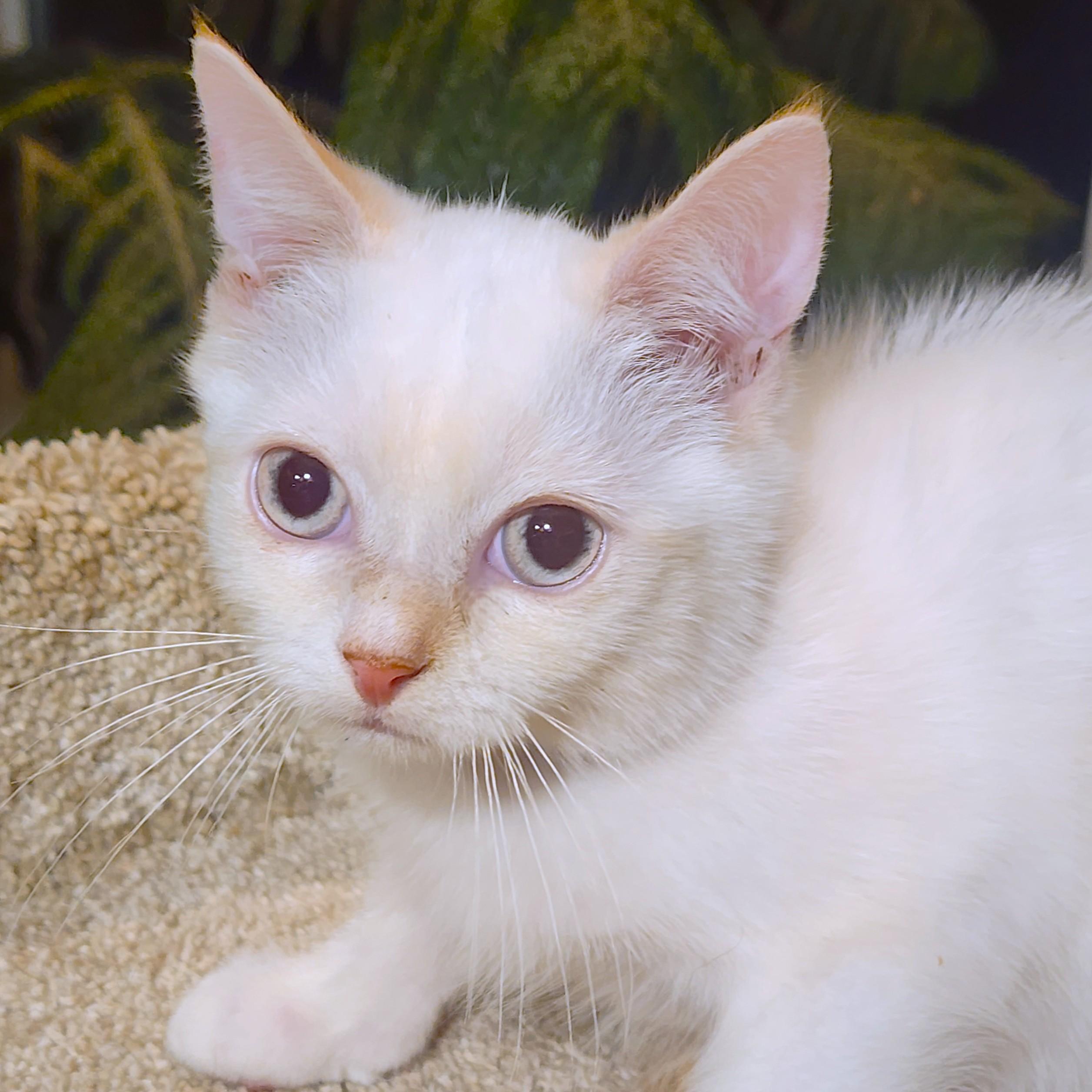 FABULOUS FLOPSY - FLAME POINT BOY!, adopted, Kitten Male Siamese.