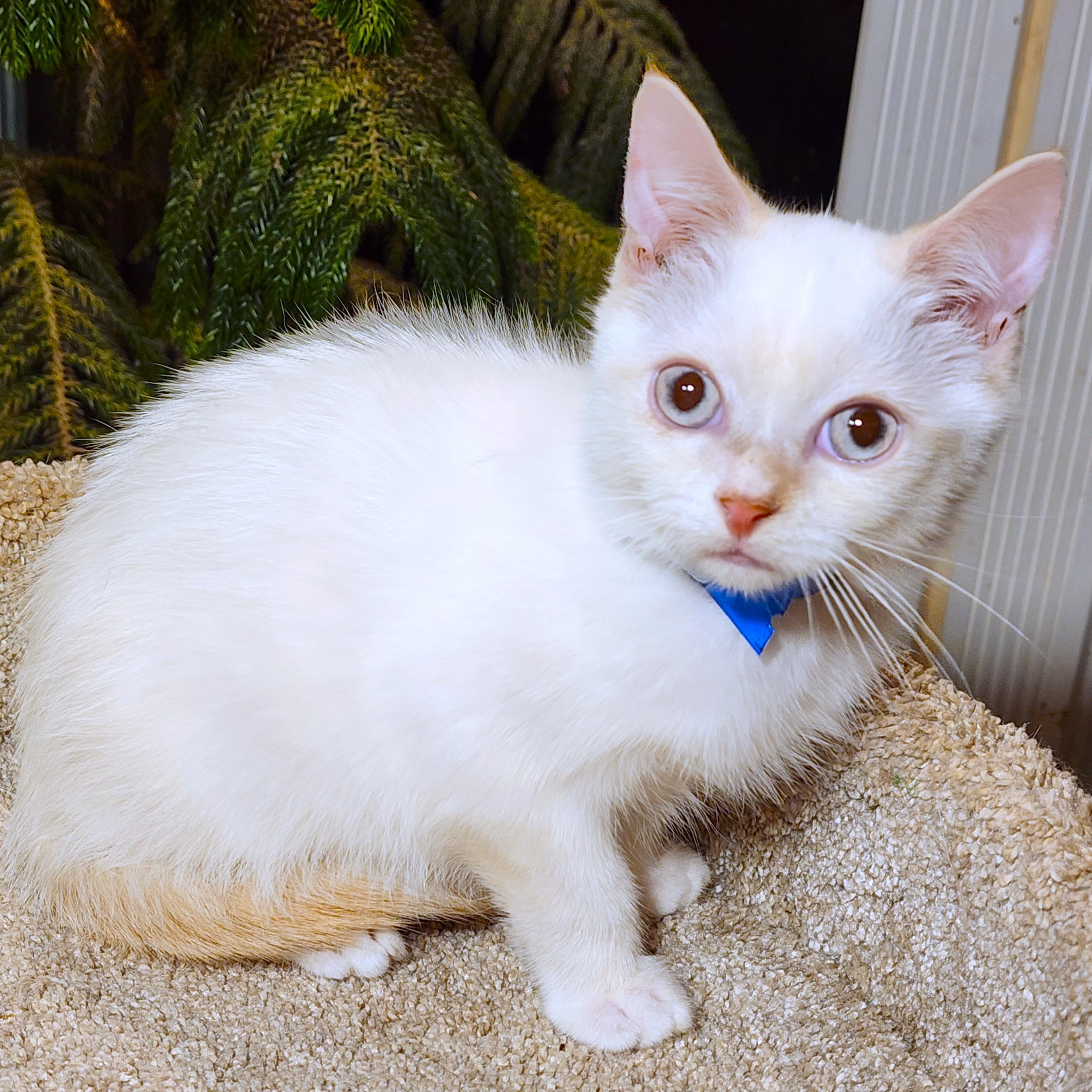 Enlarge FABULOUS FLOPSY - FLAME POINT BOY!, an adopted Siamese in Danbury, CT image 5/6