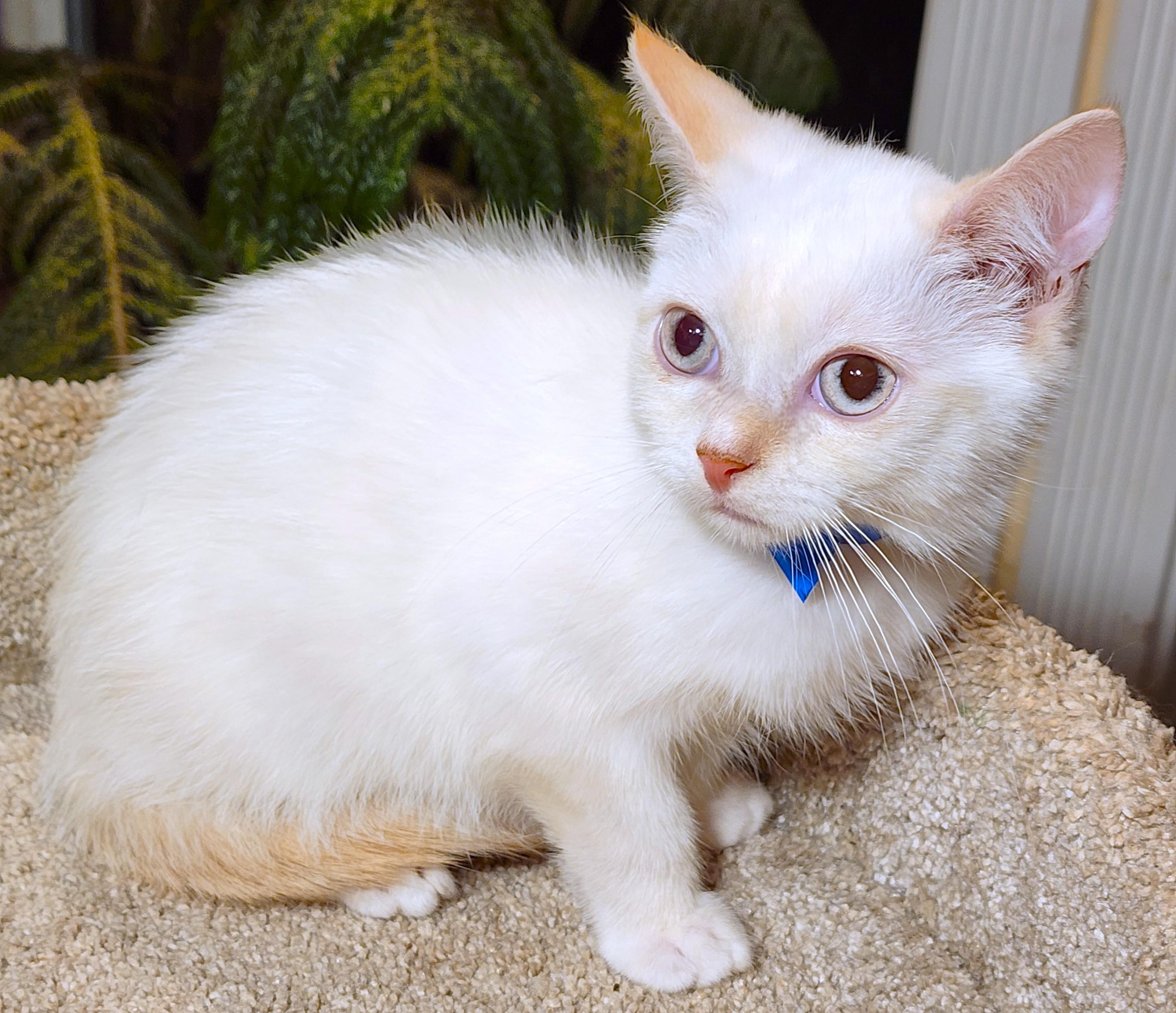 Enlarge FABULOUS FLOPSY - FLAME POINT BOY!, an adopted Siamese in Danbury, CT image 2/6