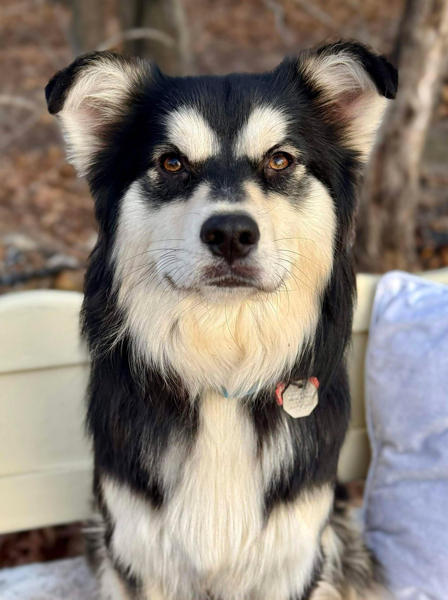 Teddy Ruffsevelt , ADOPTABLE, Adult Male Pomsky.