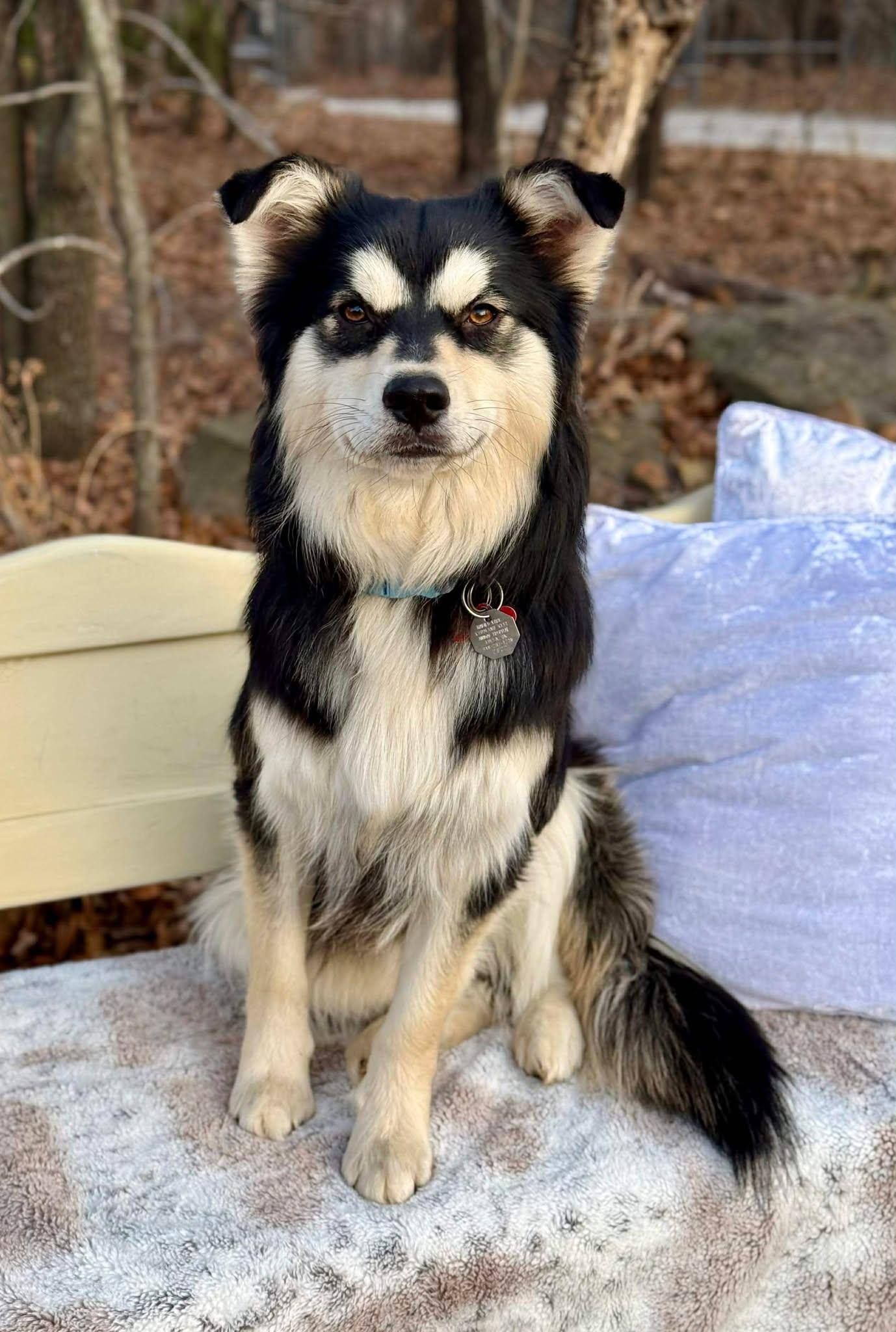 Enlarge Teddy Ruffsevelt , a ADOPTABLE mixed breed in Kiowa, OK image 4/6