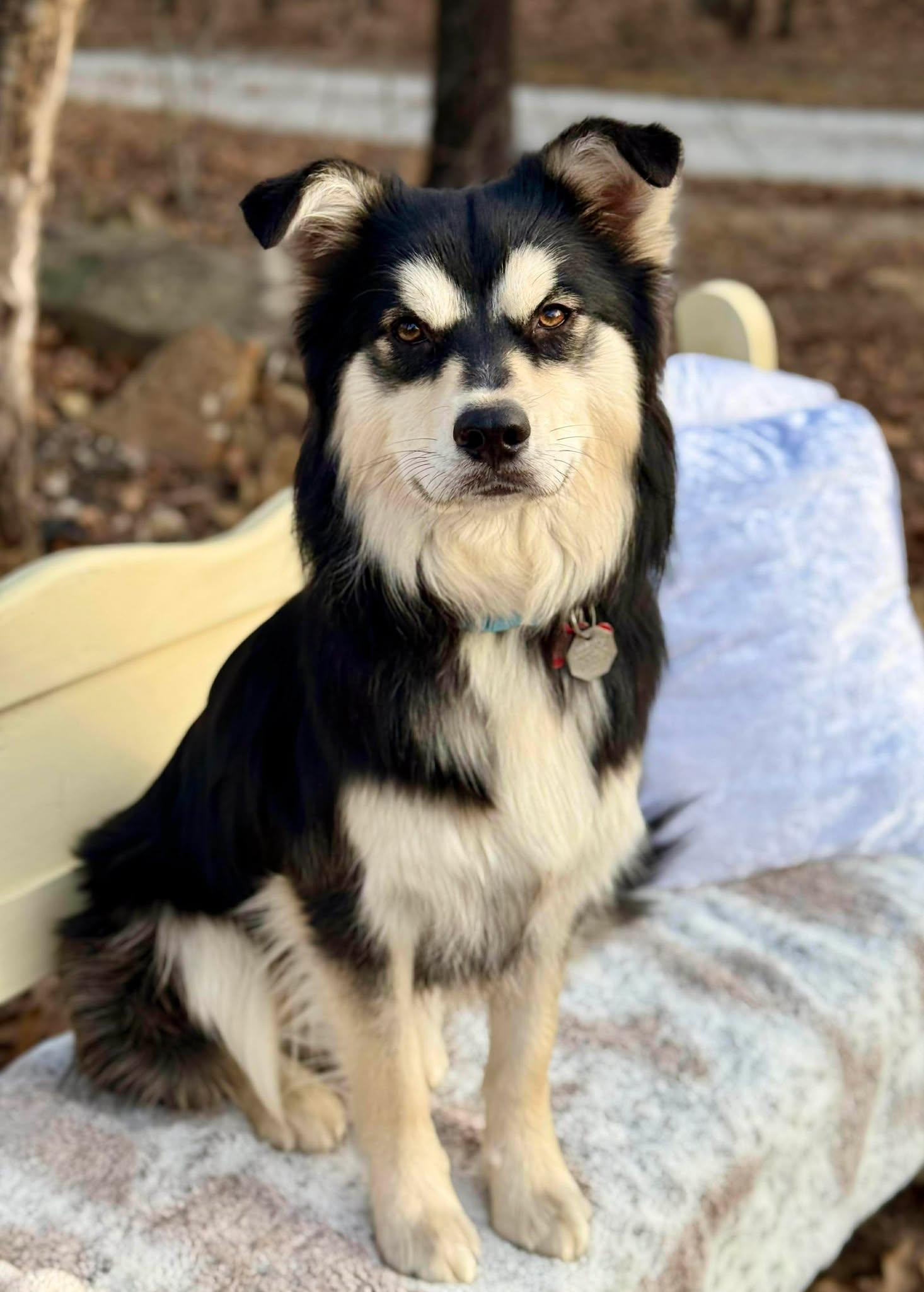 Enlarge Teddy Ruffsevelt , a ADOPTABLE mixed breed in Kiowa, OK image 6/6