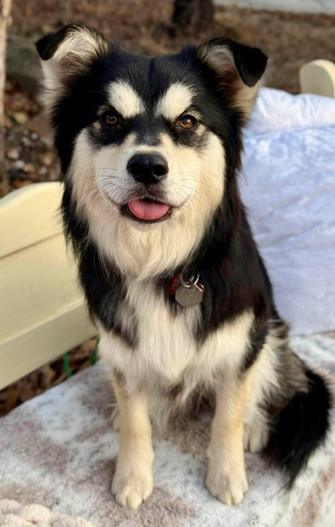 Enlarge Teddy Ruffsevelt , a ADOPTABLE mixed breed in Kiowa, OK image 3/6