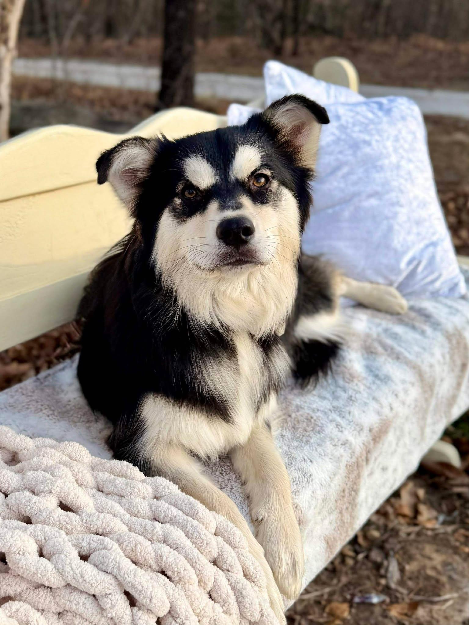 Enlarge Teddy Ruffsevelt , a ADOPTABLE mixed breed in Kiowa, OK image 2/6