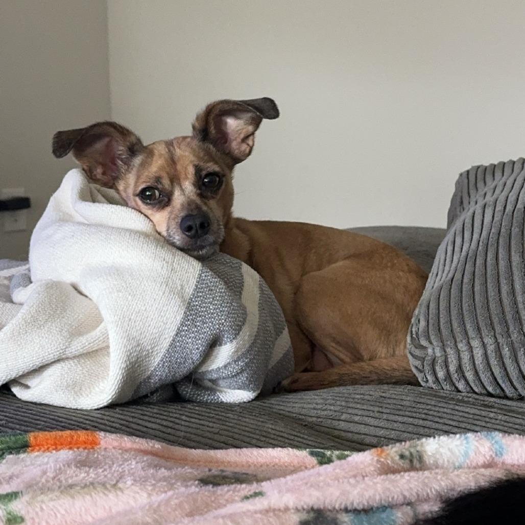 Señor, Adoptable, Adult Male Chihuahua & Mixed Breed.