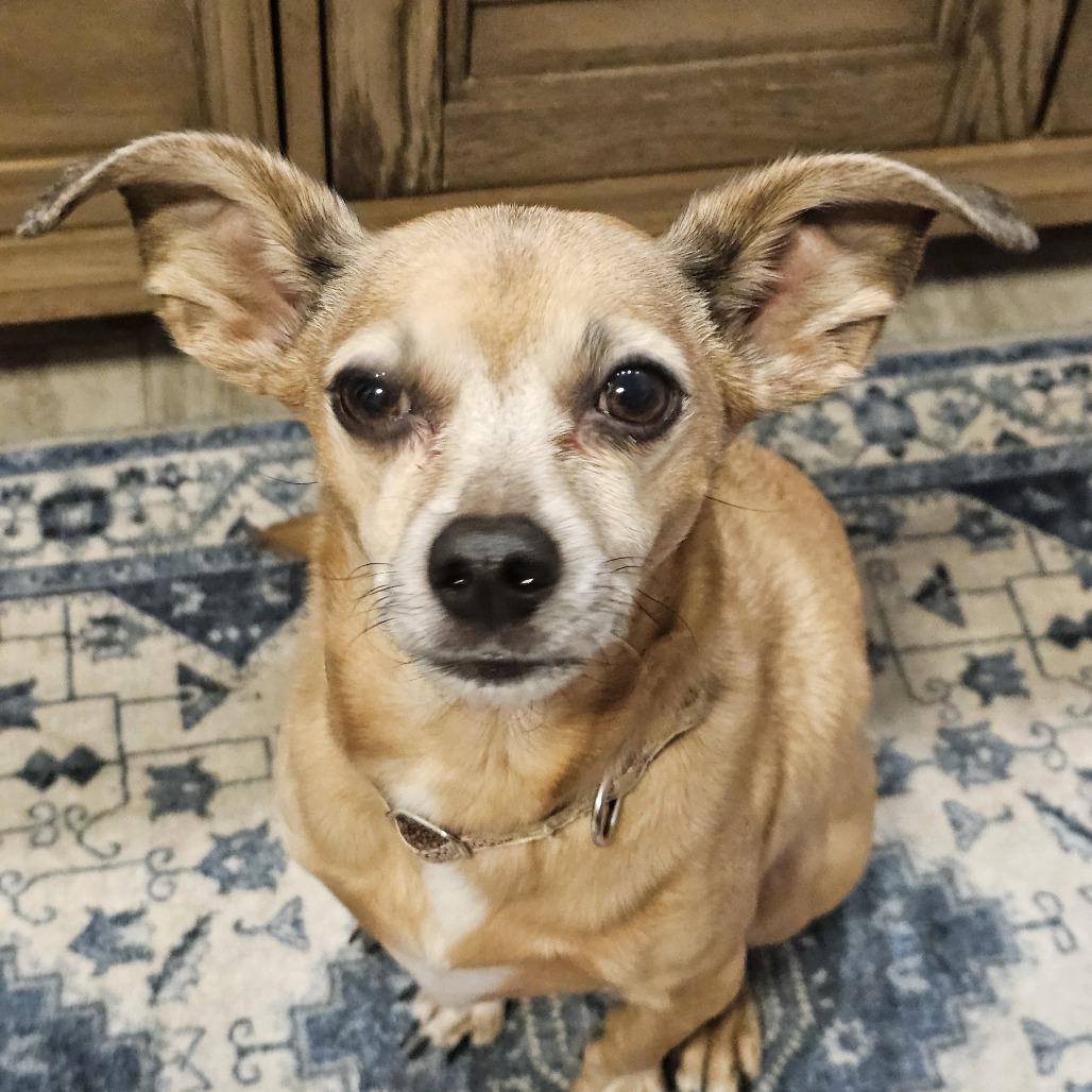 Enlarge Señor, a Adoptable mixed breed in Wichita, KS image 2/5