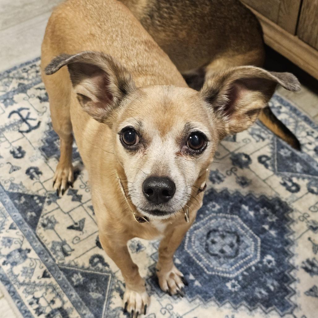 Enlarge Señor, a Adoptable mixed breed in Wichita, KS image 3/5