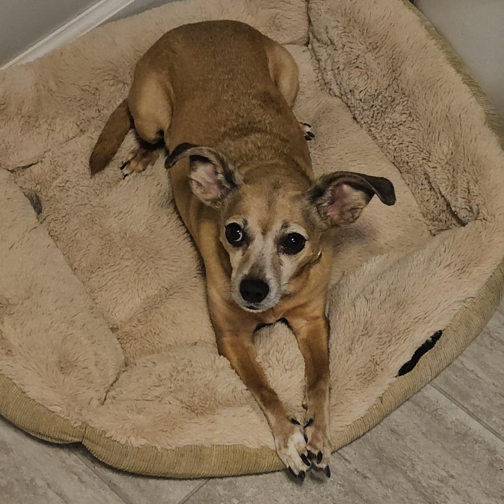 Enlarge Señor, a Adoptable mixed breed in Wichita, KS image 4/5