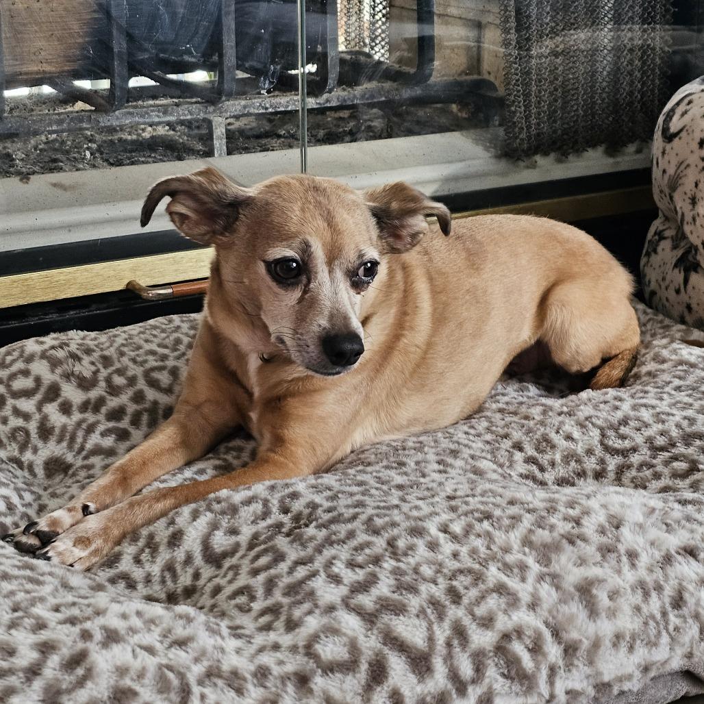 Enlarge Señor, a Adoptable mixed breed in Wichita, KS image 5/5