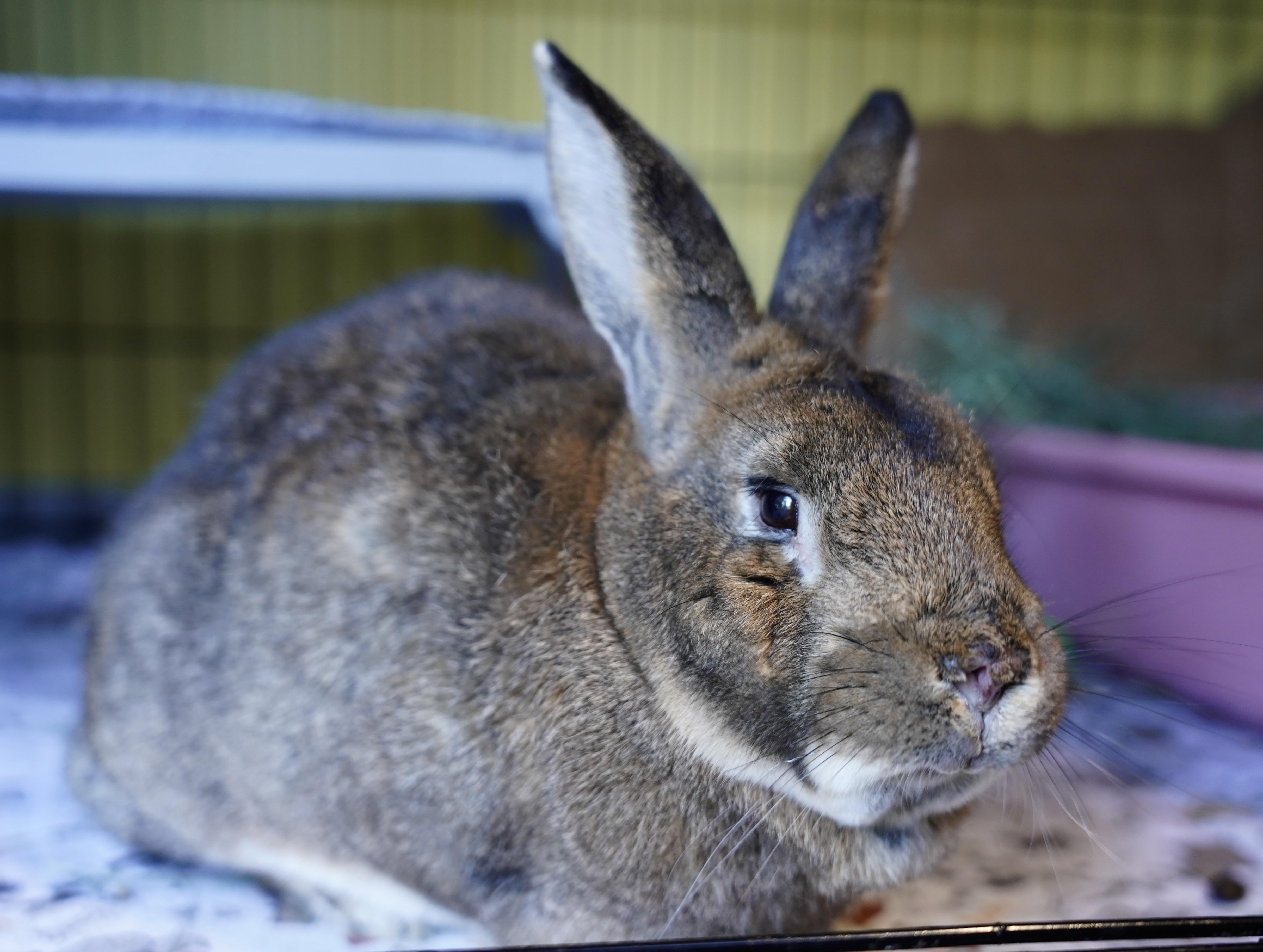 Enlarge Alfalfa, a ADOPTABLE American in Ferndale, WA image 2/6