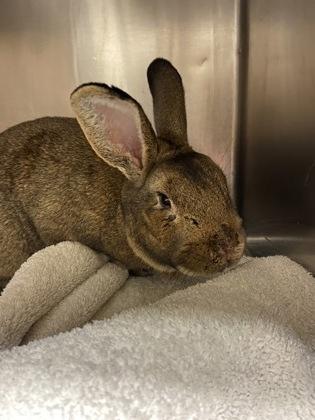 Alfalfa, a ADOPTABLE American in Ferndale, WA image 1/3