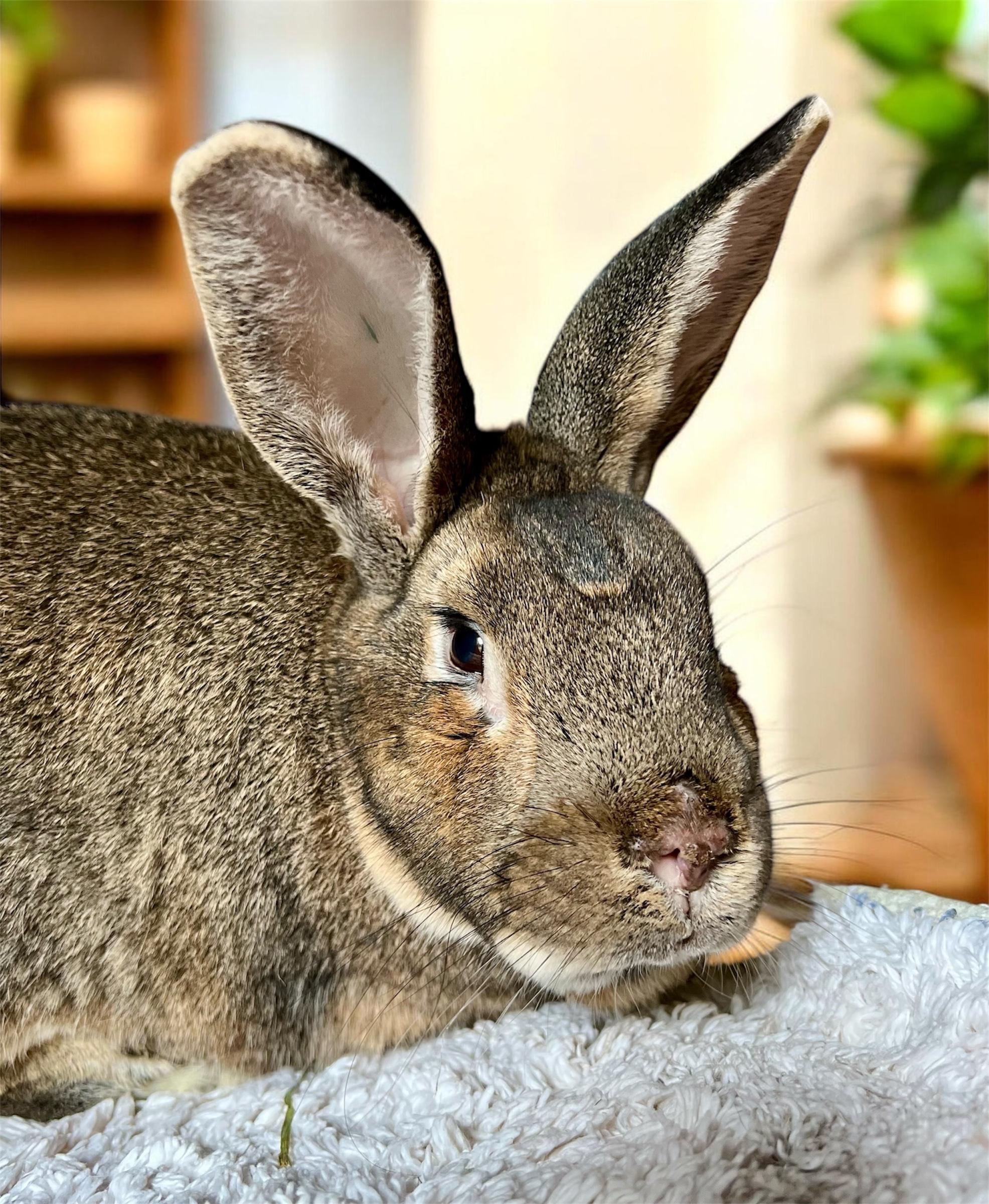 Enlarge Alfalfa, a ADOPTABLE American in Ferndale, WA image 1/6
