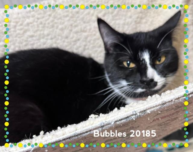 BUBBLES(see also BLOSSOM), ADOPTABLE, Young Female Domestic Short Hair.