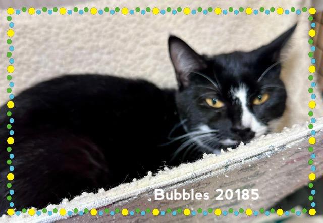 Enlarge BUBBLES(see also BLOSSOM), a ADOPTABLE Domestic Short Hair in Marietta, GA image 4/4