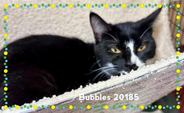Enlarge BUBBLES(see also BLOSSOM), a ADOPTABLE Domestic Short Hair in Marietta, GA image 2/4