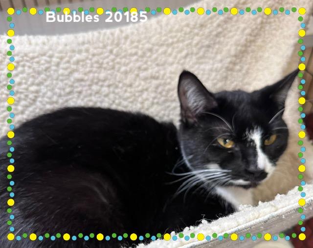 Enlarge BUBBLES(see also BLOSSOM), a ADOPTABLE Domestic Short Hair in Marietta, GA image 3/4