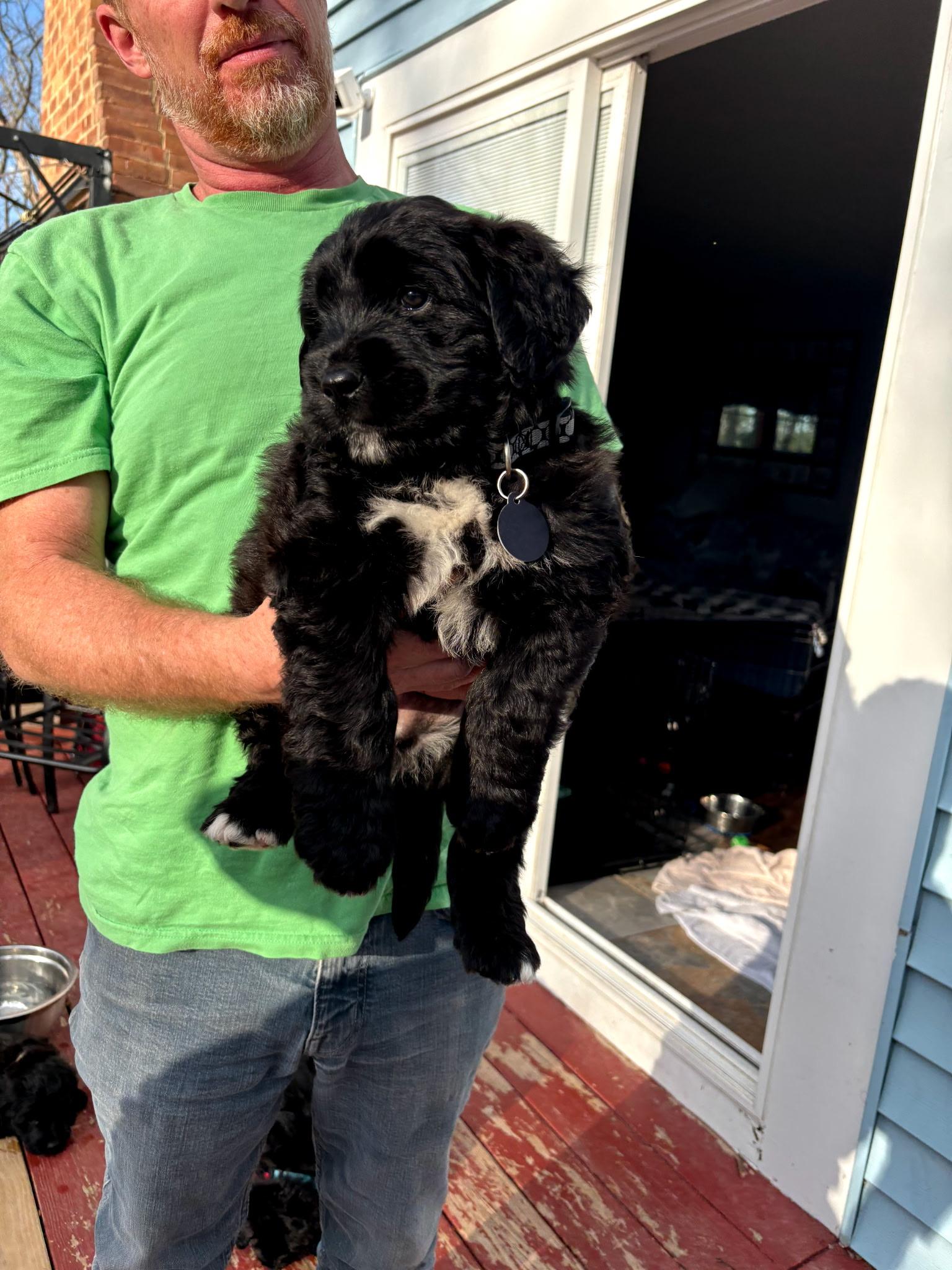 Charger, Adoptable, Puppy Male Saint Bernard & Black Labrador Retriever.