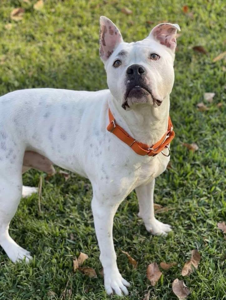 Enlarge Calvin, a ADOPTABLE mixed breed in Salem, NH image 4/6