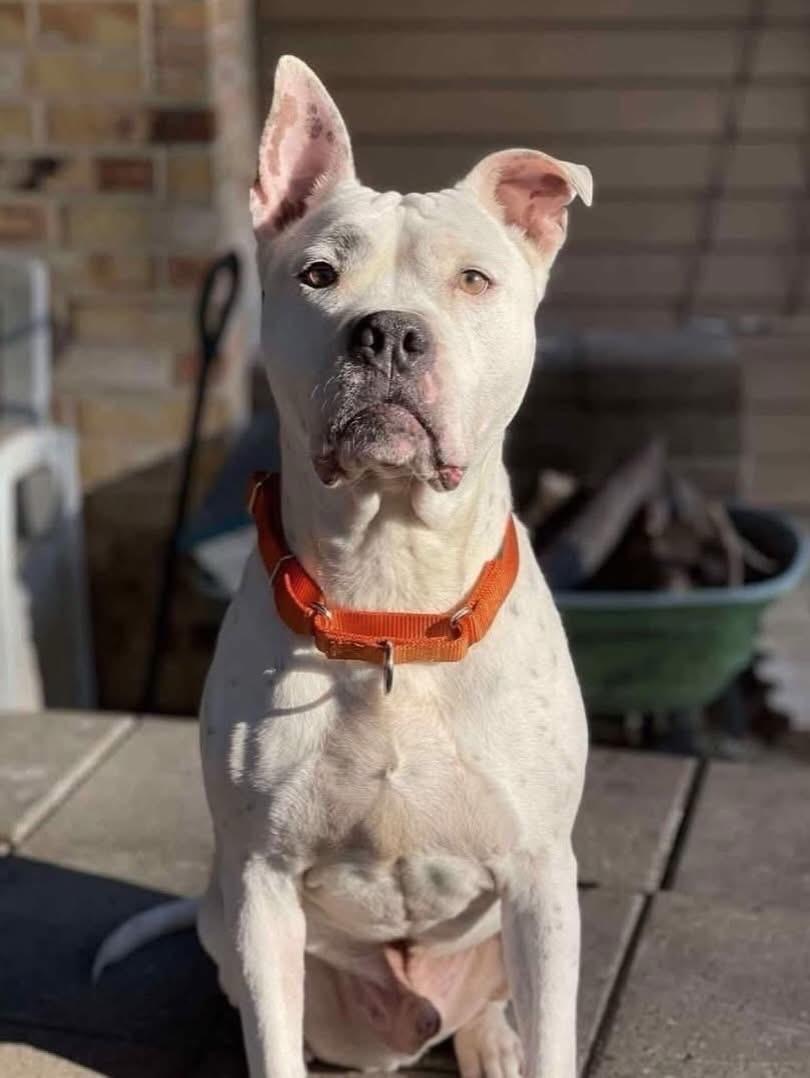 Enlarge Calvin, a ADOPTABLE mixed breed in Salem, NH image 3/6