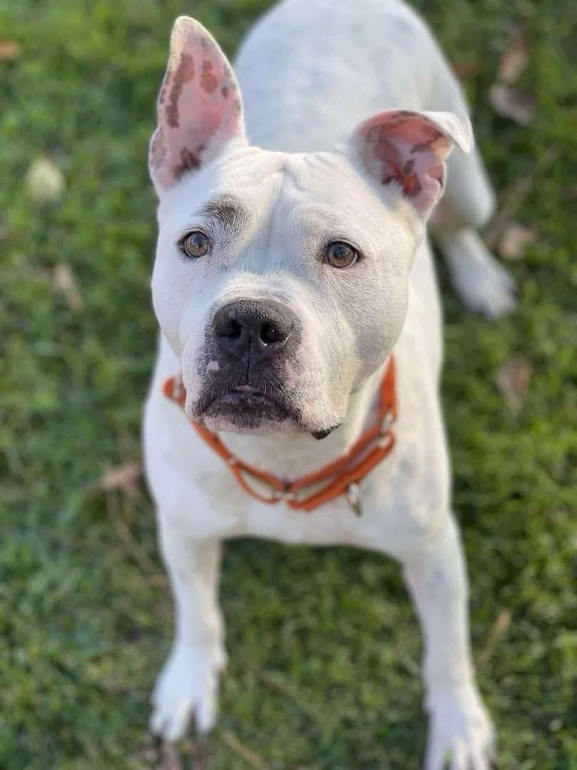 Enlarge Calvin, a ADOPTABLE mixed breed in Salem, NH image 2/6