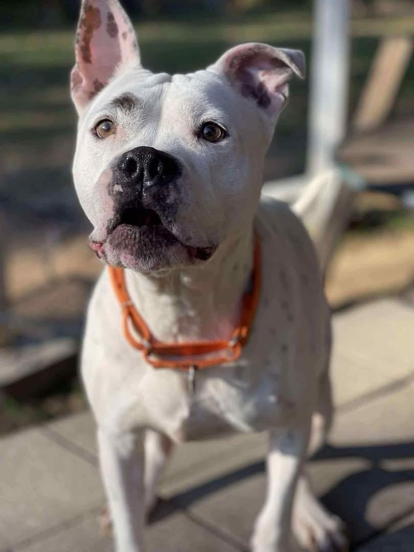 Enlarge Calvin, a ADOPTABLE mixed breed in Salem, NH image 6/6