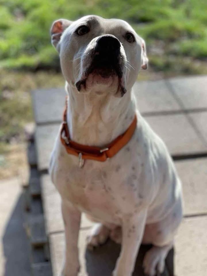 Enlarge Calvin, a ADOPTABLE mixed breed in Salem, NH image 5/6