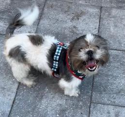 George , an adopted Shih Tzu in Longwood, FL image 3/4