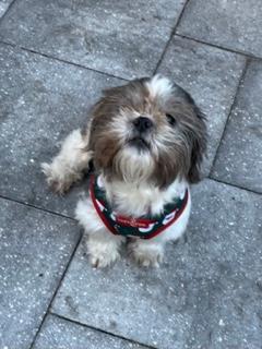 George , an adopted Shih Tzu in Longwood, FL image 1/4