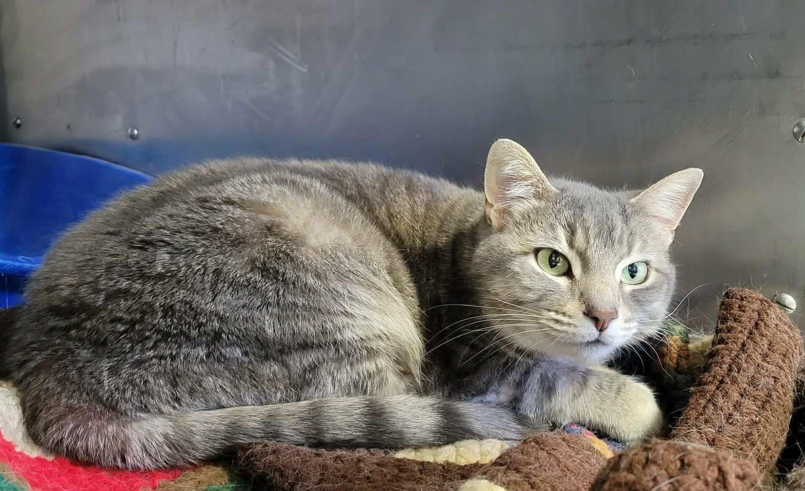 Markie, ADOPTABLE, Adult Female Domestic Short Hair.