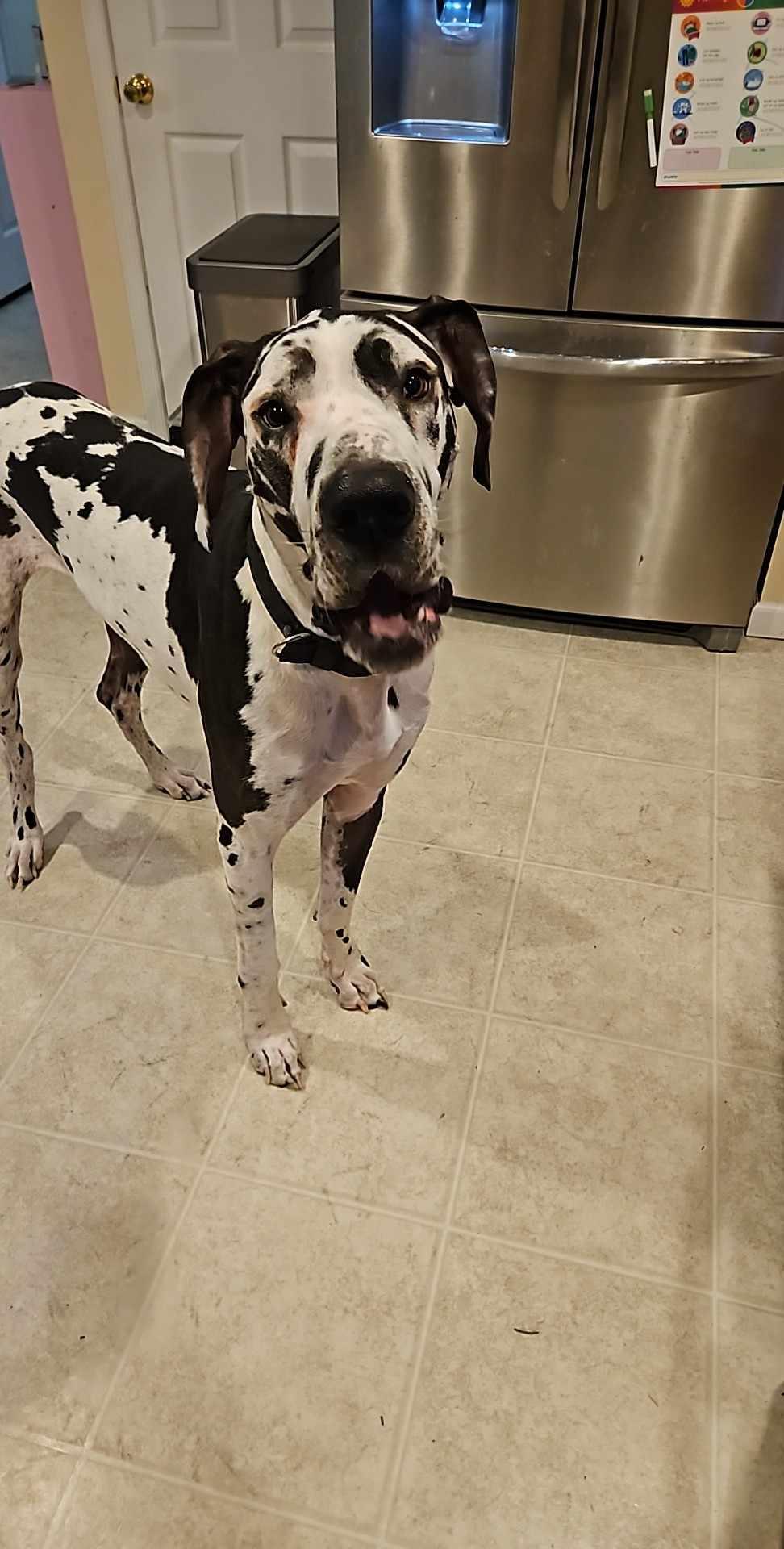 Enlarge Harley Harl Moose, a Adoptable Great Dane in York, PA image 5/5