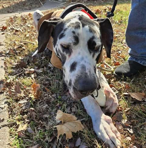 Enlarge Harley Harl Moose, a Adoptable Great Dane in York, PA image 2/5