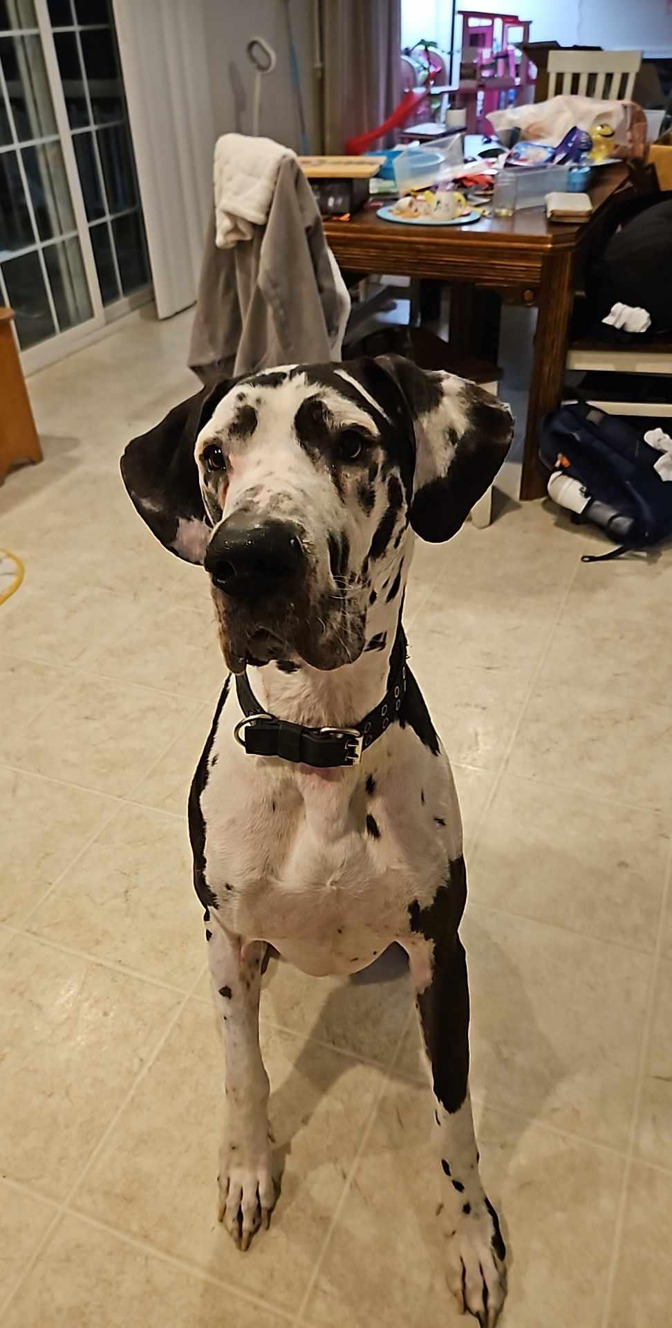 Harley Harl Moose, Young Male Great Dane