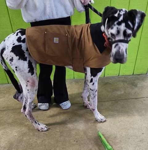 Enlarge Harley Harl Moose, a Adoptable Great Dane in York, PA image 3/5