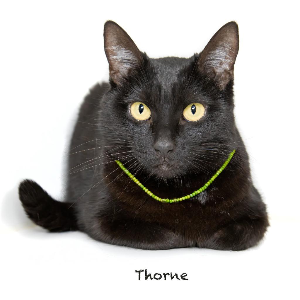 Thorne, Adoptable, Adult Female Domestic Short Hair.