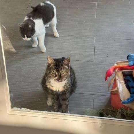 Bacon Bit — thumbnail 3