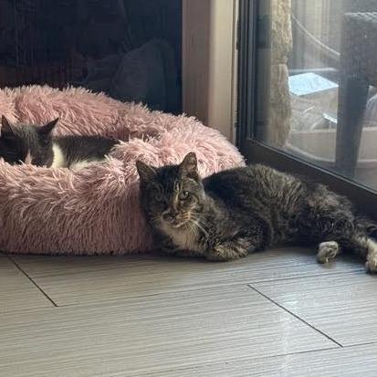 Bacon Bit — thumbnail 5