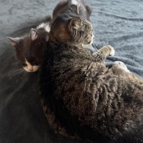 Bacon Bit — thumbnail 6