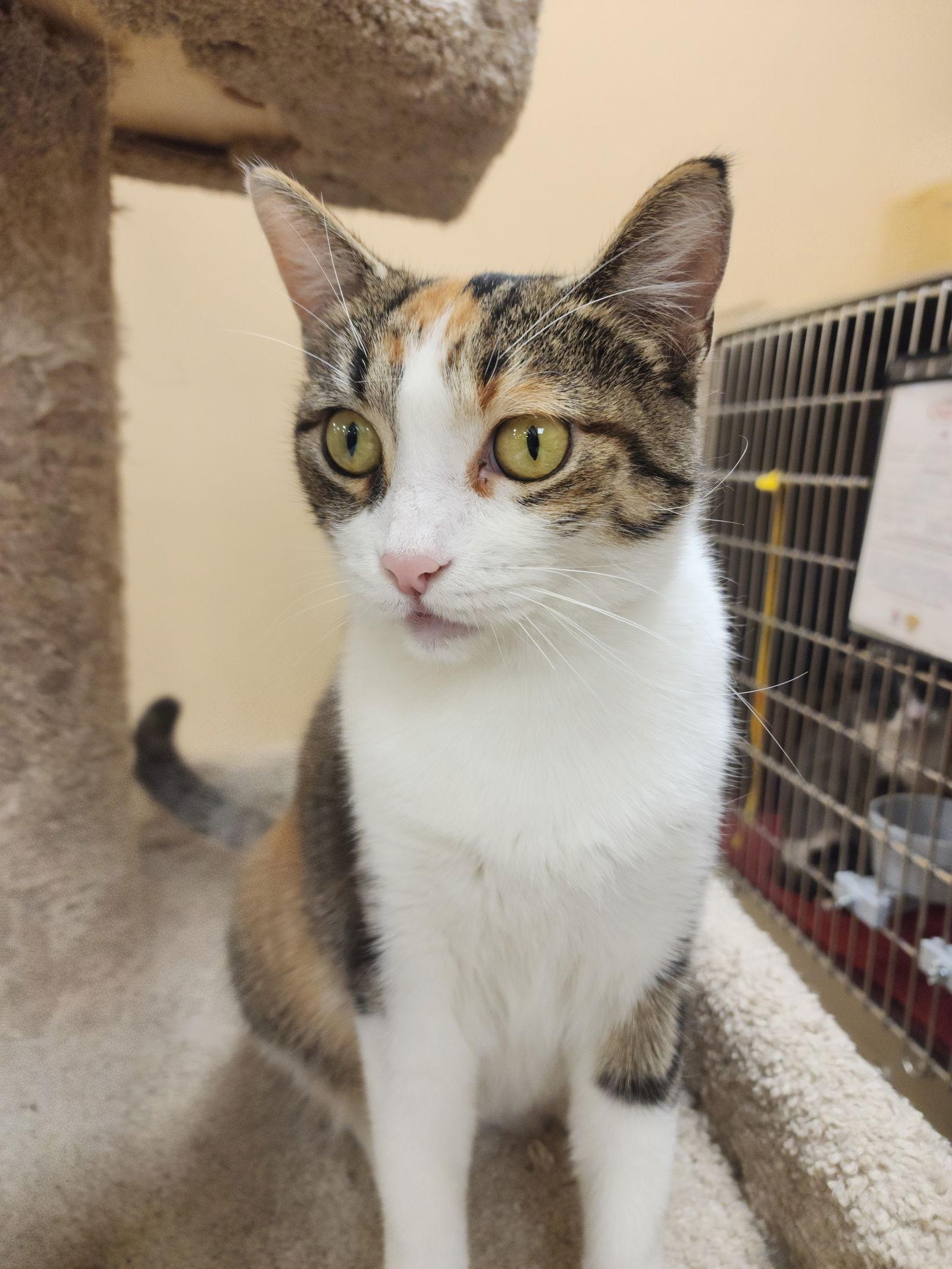 Enlarge Corina, a Adoptable Domestic Short Hair in Wheaton, IL image 1/2