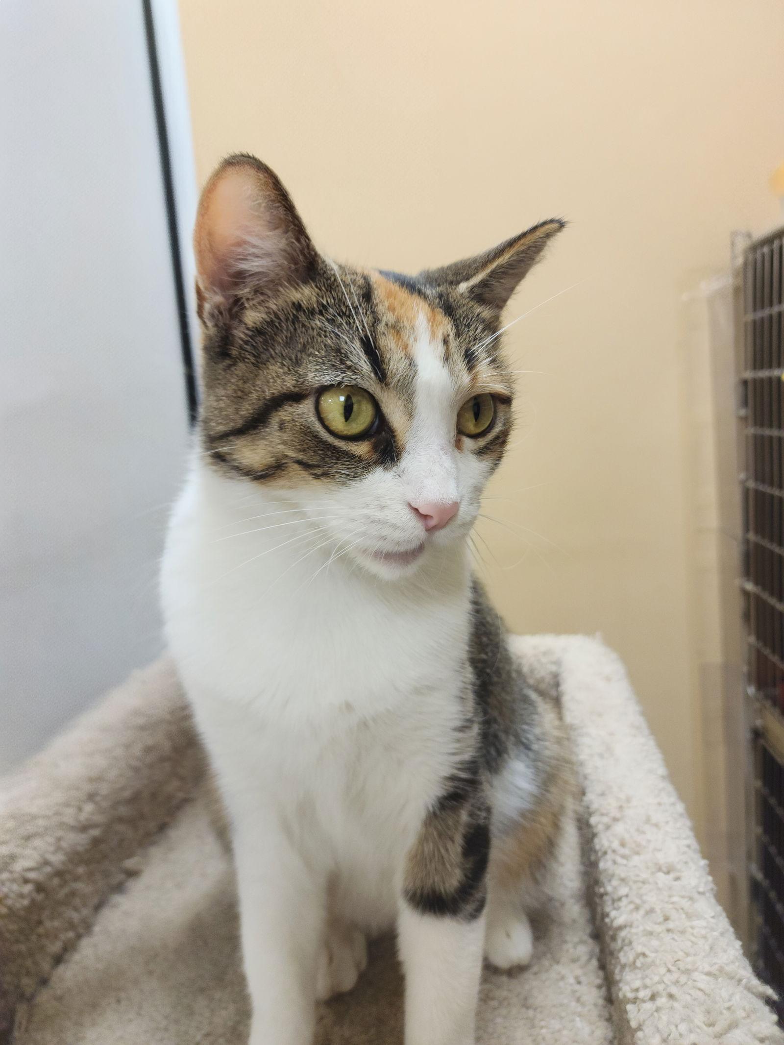 Enlarge Corina, a Adoptable Domestic Short Hair in Wheaton, IL image 2/2